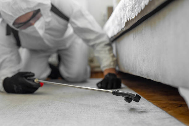 Professional Bed Bug Control technician working in Belen, NM